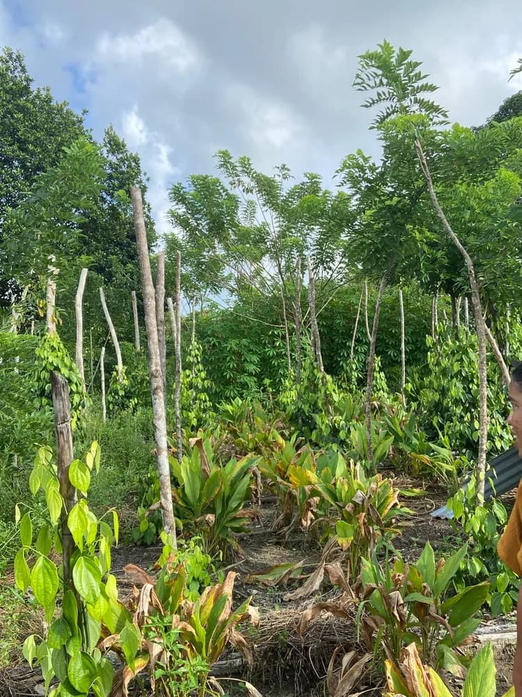 Kelekak Tree Planting